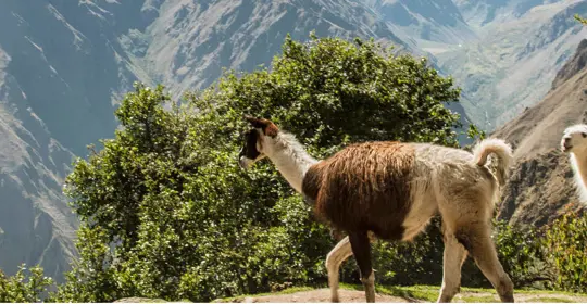 llamas