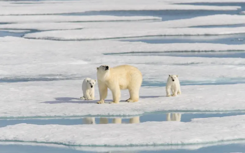 Where to see Polar Bears - Svalbard family of polar bears