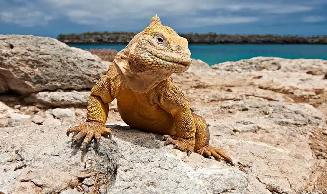 galapagos iguana