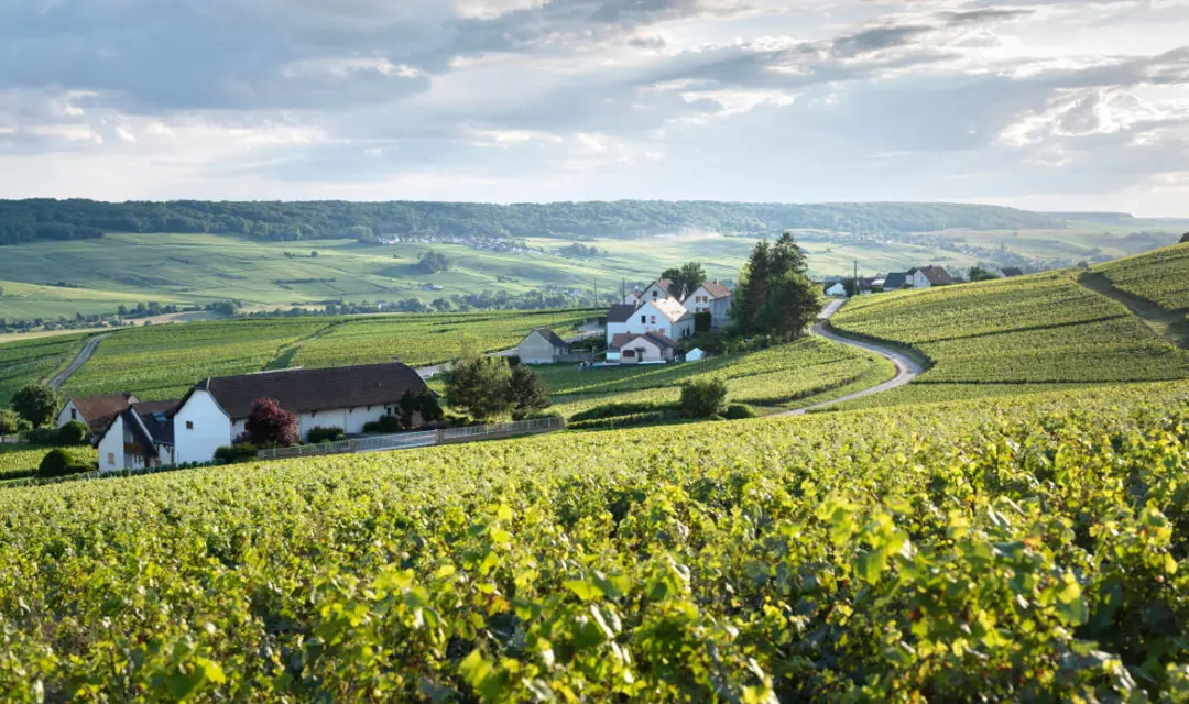 Champagne and Burgundy Region Guide - a panoramic view of vineyards