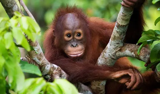 LBOR - Best of borneo banner.jpg